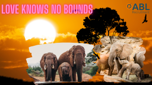 Love knows no bounds is the title. It is an image showing loving elephants nurturing their babies. The background is a safari sunset.