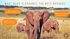 Elephant mother and her children at the Sheldrick Wildlife Trust background.