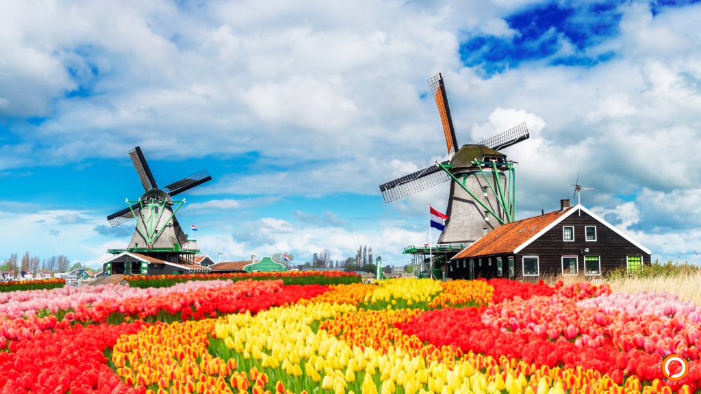 Dutch tulip view
